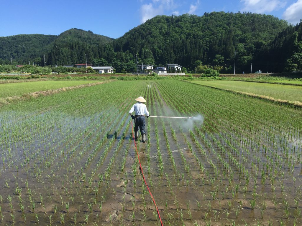 田んぼの消毒