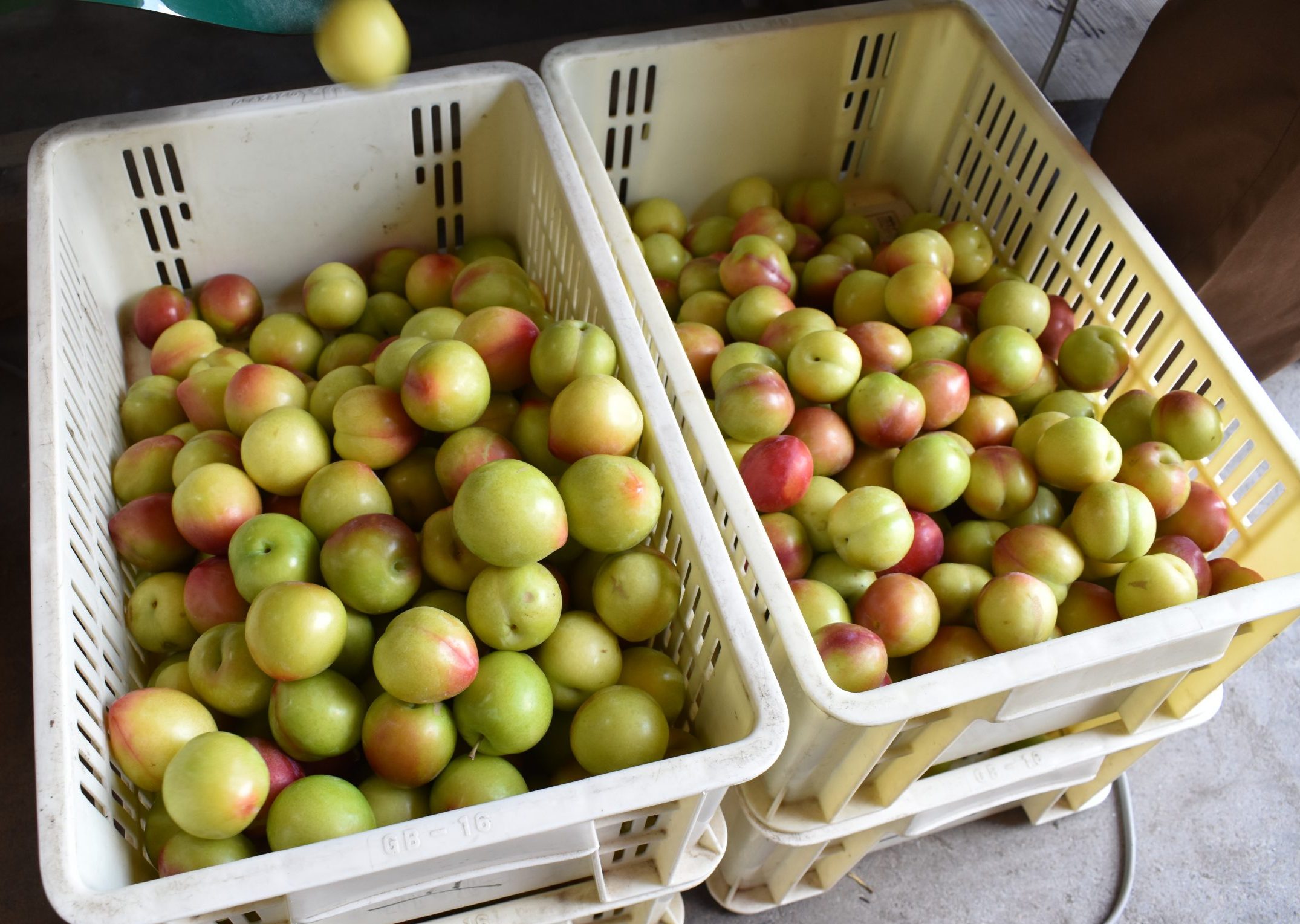 すももの出荷に密着 - 山形 農業 大江町就農研修生受入協議会 OSINの会