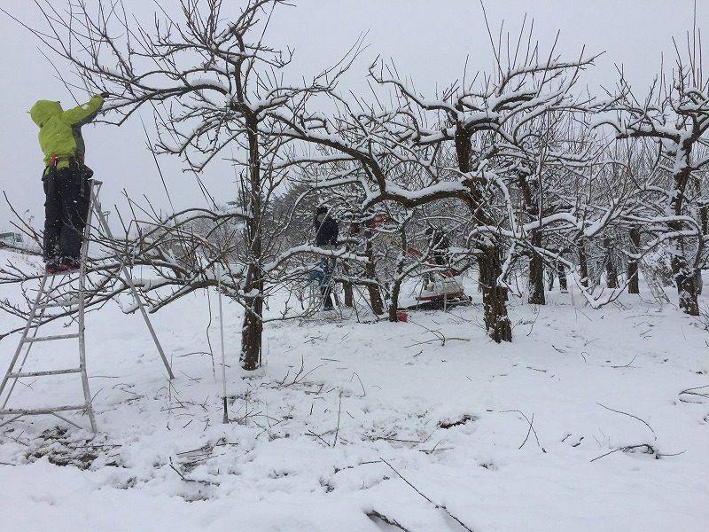 雪の中で剪定